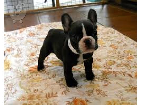 PoulaTo: Γαλλικο μπουλντογκ - French bulldog